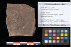 Foto (Objekt + Etikett) von Pinus praepumilio Ettingshausen (NHMW-GEO-2024-0188-0253)